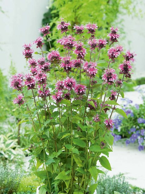 Indianernessel (Monarda) Beauty of Cobham