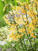 Lilie (Lilium) 'Guinea Gold'