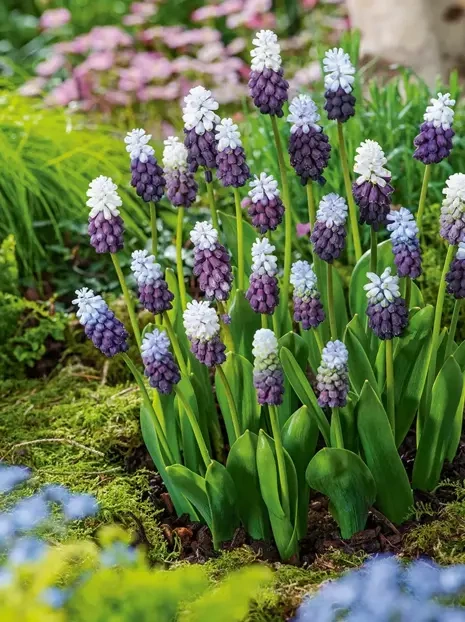 Traubenhyazinthe (Muscari) 'Grape Ice'