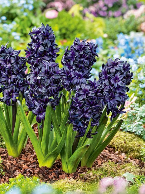 Hyazinthe (Hyacinthus) 'Dark Dimension' 1 St.