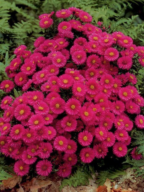 Aster (Aster dumosus) 'Jenny' 1 St.