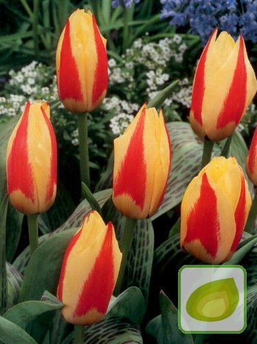 Tulip Niedrig ( Tulipa ) First Love 5 Stk.