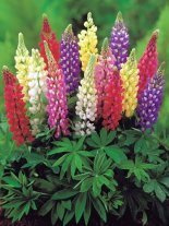 Lupine (Lupinus) Mix