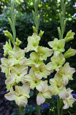 Gladiole (Gladiolus) 'Alicia' 5 St.