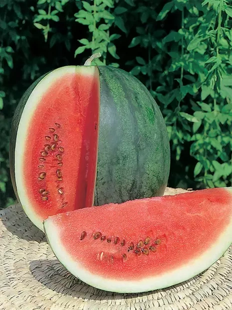 Samen Kawon Wassermelon Rosario Citrullus Lanatus 0,5 g