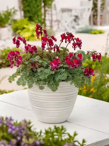 Herzblumen (Dicentra) Burning Hearts