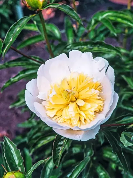 Peonia (Paeonia) 'Honey Gold'