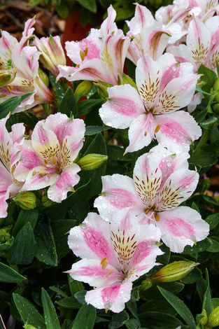 Inkalilie (Alstroemeria) 'Majestic Fougere' 1 St.