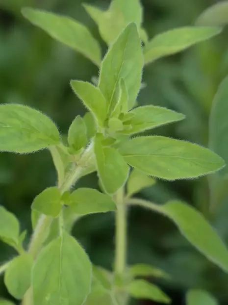 Nasiona Oregano