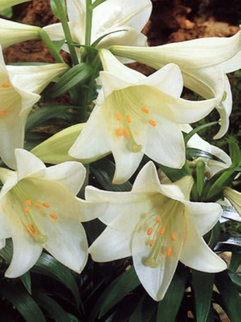 Lilie (Lilium) 'White American'