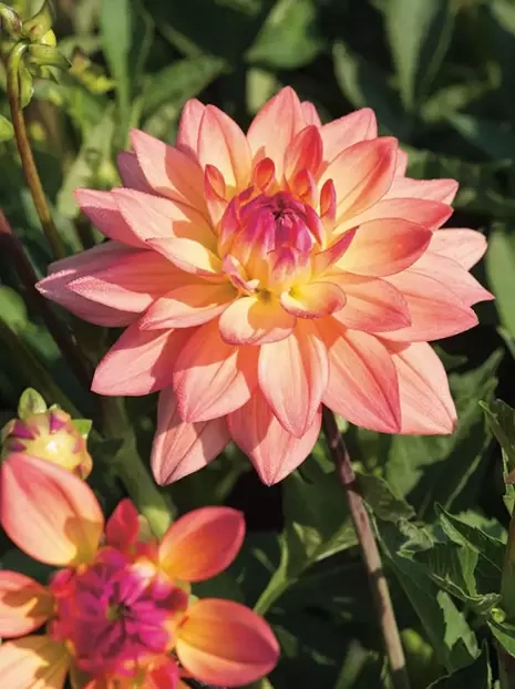 Dahlie (Dahlia) 'Melody Dora'