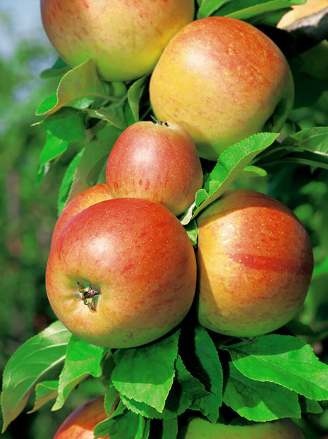 Goldener Apfelbaum 'Reneta'