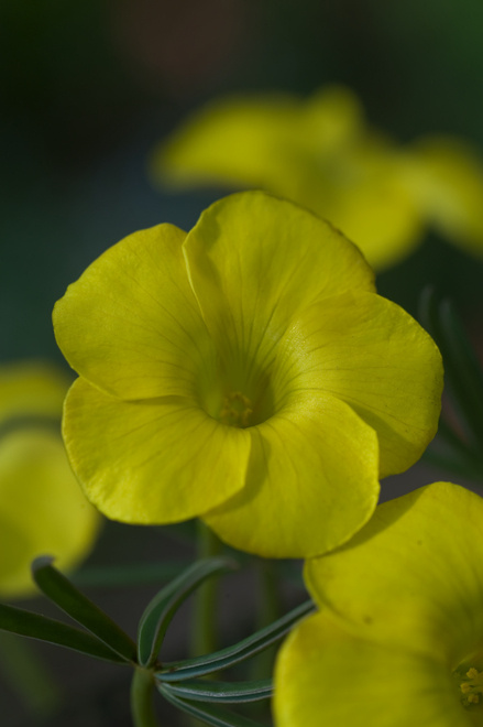 Sauerklee (Oxalis) Ken Aslet 3 szt.