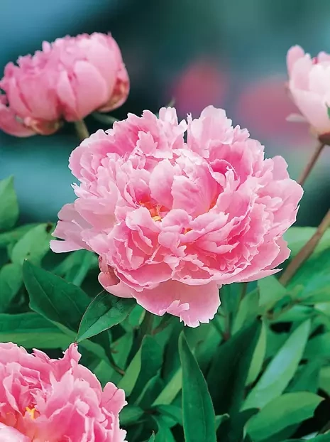 Pfingstrose (Paeonia lactiflora) 'Sarah Bernhardt'