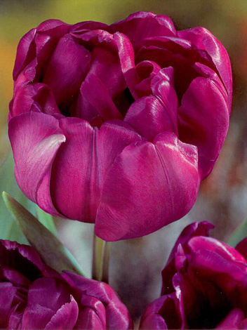 Tulpe (Tulipa) 'Blue Diamond'