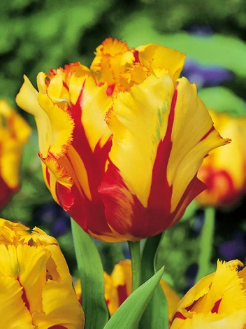 Tulpe (Tulipa) 'Texas Flame' 