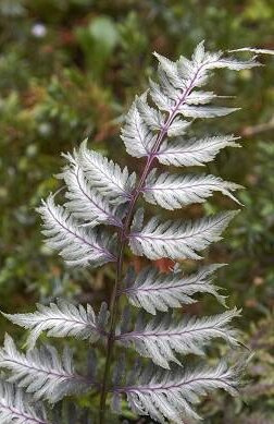 Japanische Frauenfarne (Athyrium) 'Pewter Lace' 1 St.