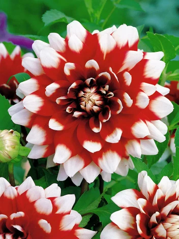 Dahlia (Dahlia) 'Duet'