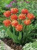 Tulpe (Tulipa) 'Sensual Touch' 