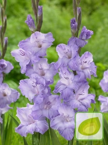 Gladiole (Gladiolus) Milka