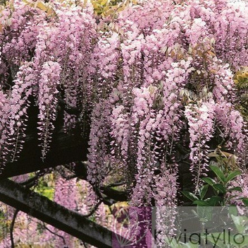 Japanische Blauregen (Wisteria floribunda) 'Honbeni' Rosa