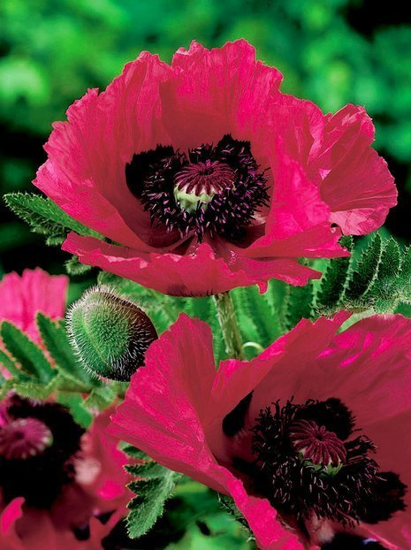 Mohn (Papaver orientale) 'Watermelon'