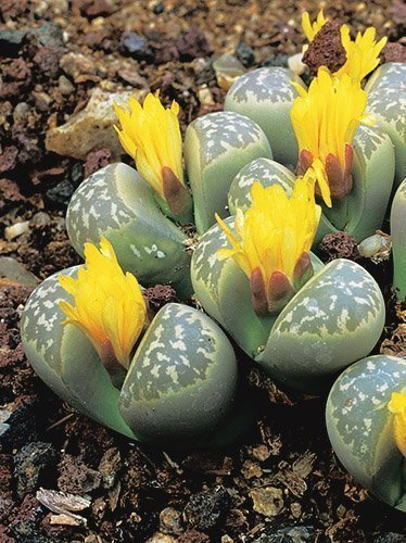 Lithops Mix (Lithops)