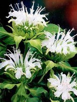 Indianernessel (Monarda) 'Schneewittchen'