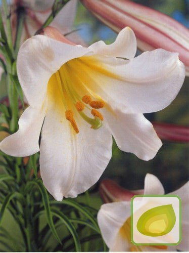 Königslilie ( Lilium ) Regale 1 st.