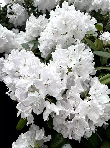 Gartenhortensie (Hydrangea) Blau