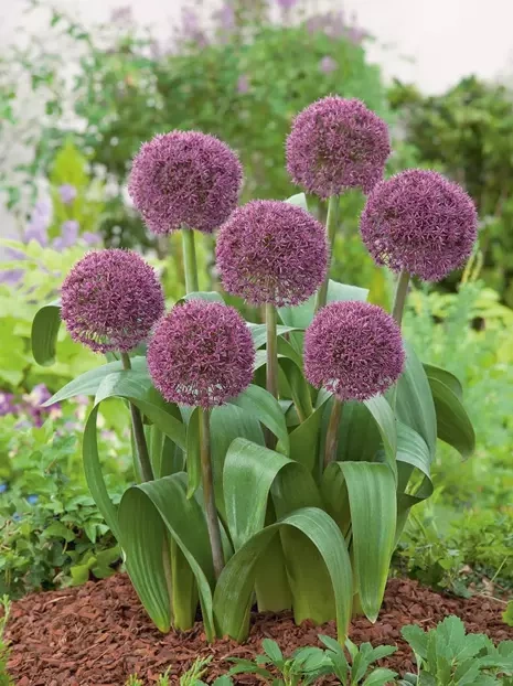 Zierlauch (Allium) 'Ostara'