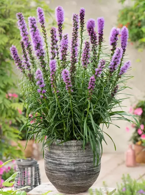 Prachtscharte (Liatris spicata) 'Kobold'