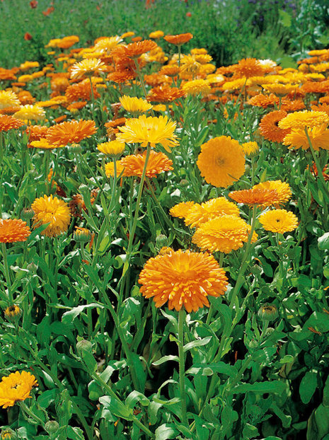 Samen Ringelblume (Calendula officinalis) mix