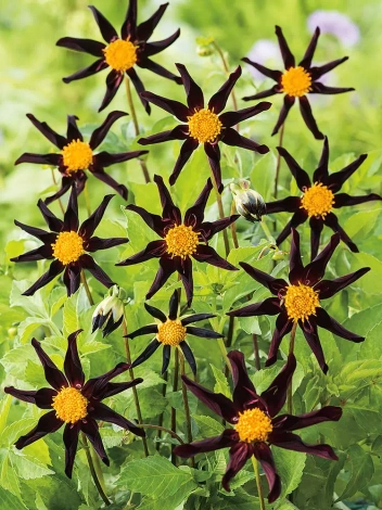 Dahlie (Dahlia) 'Verrone's Obsidian'