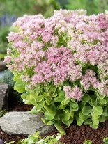 Fetthennen (Sedum spectabile) 'Brilliant'