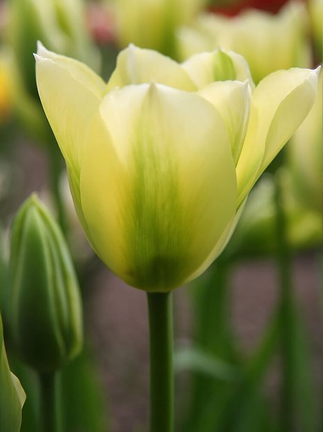 Tulpe (Tulipa) 'Spring green'