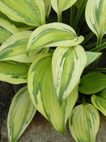 Funkie (Hosta)  'Captain's Adventure'