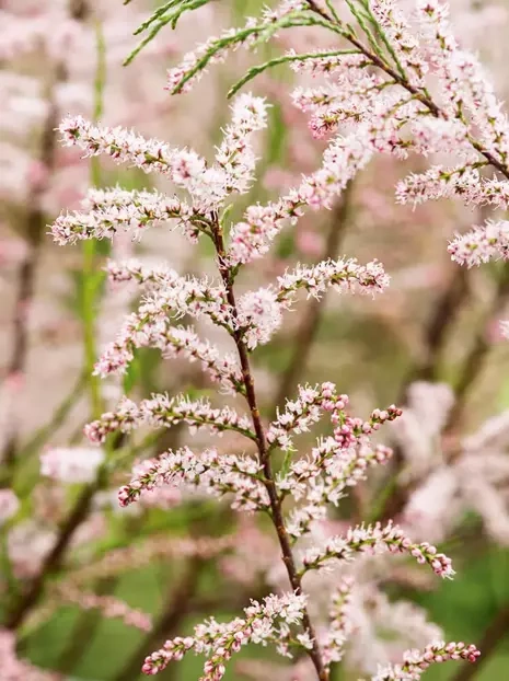 Tamarisken (Tamarix parviflora) - Zierstrauch