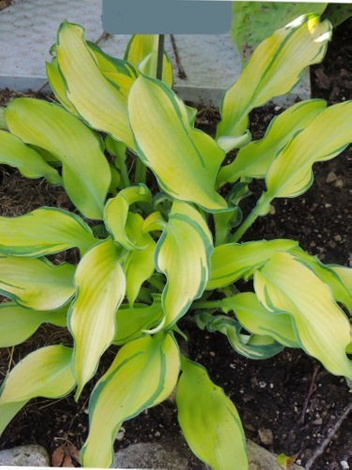 Funkie (Hosta) Ripple Effect