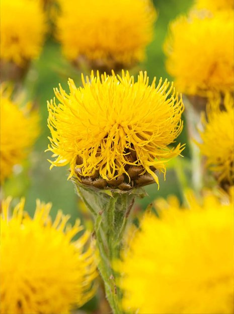 Großköpfige Flockenblume (Centaurea macrocephala) 1 St.