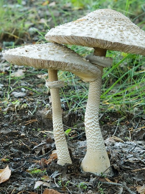 Parasolpilz (Macrolepiota procera) Parasolpilzkultur