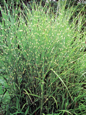 Ziergras Zebra (Miscanthus) 'Zebrinus'