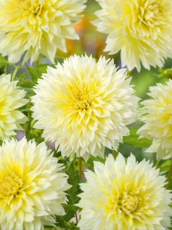 Dahlie (Dahlia) 'Canary Fubuki'