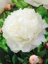 Pfingstrose (Paeonia lactiflora) 'Gardenia'