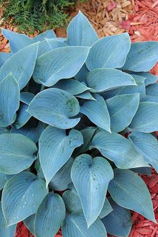 Funkie (Hosta) 'Canadian Blue'  1 St.