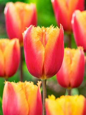 Tulpe (Tulipa) 'Lambada' 