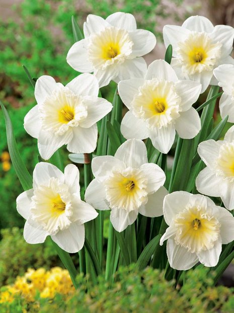 Narzisse (Narcissus) 'Mount Hood'