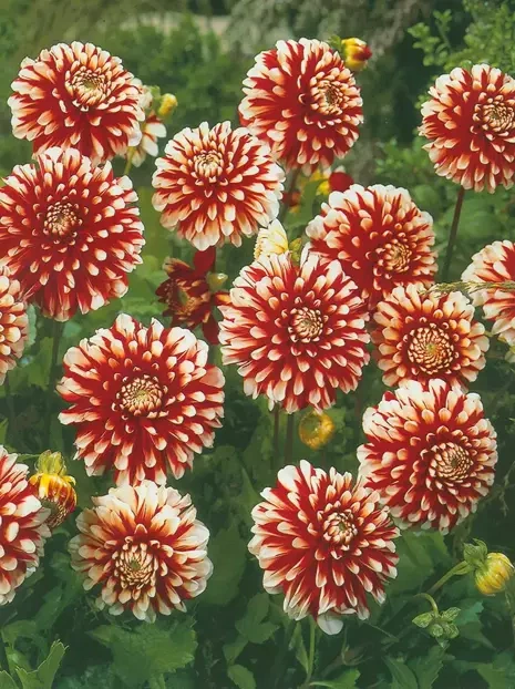 Dahlie (Dahlia) 'Little Tiger'