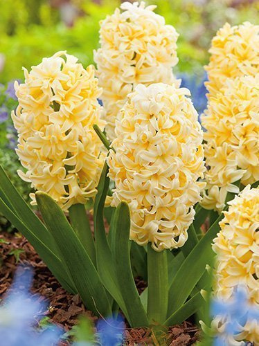 Hyazinthe (Hyacinthus) 'City of Haarlem'