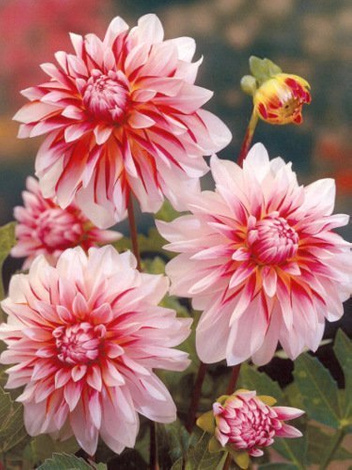 Dalia (Dahlia) Caribbean Fantasy